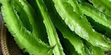 kecipir-yang-banyak-tumbuh-di-pekarangan,-ternyata-bisa-jadi-pakan-ikan-tinggi-protein