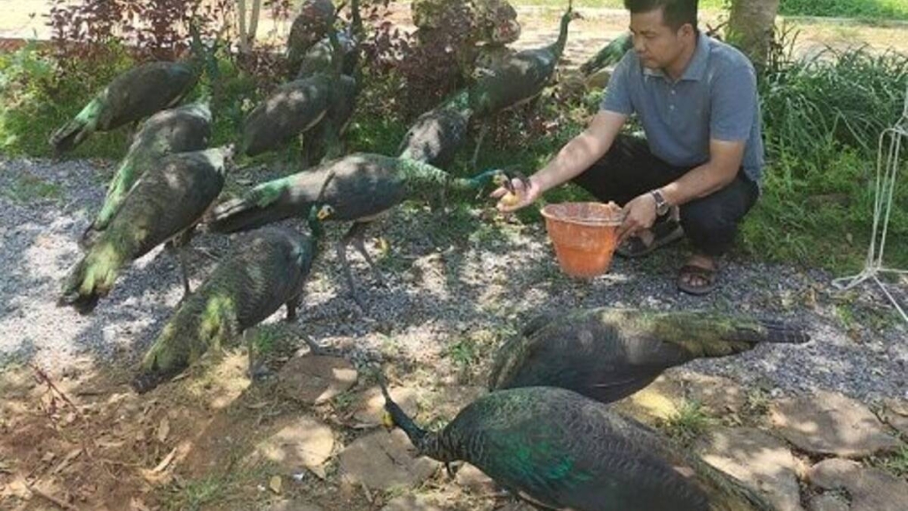 tanpa-sangkar,-puluhan-spesies-burung-liar-kerasan-di-ngulahan