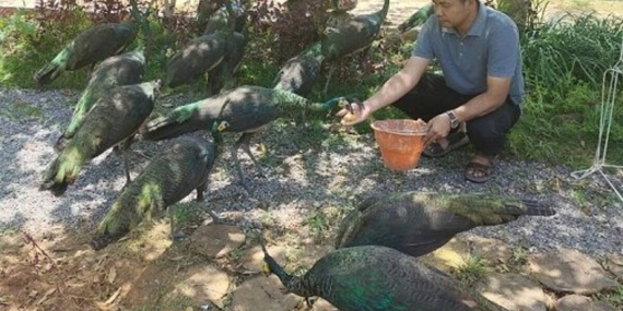 Tanpa Sangkar, Puluhan Spesies Burung Liar Kerasan di Ngulahan