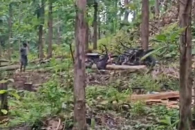 puluhan-pohon-jati-rph-sukun-raib-misterius,-3-petugas-diperiksa