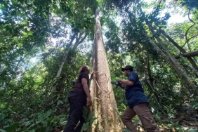 kearifan-masyarakat-dayak-pitap-menjaga-hutan-meratus