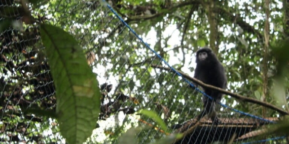 lutung-jawa:-satwa-endemik-jawa-di-ujung-tanduk