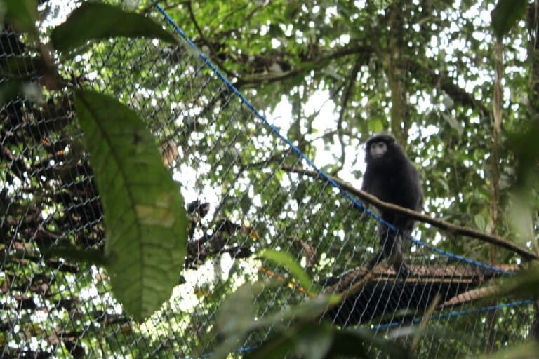 lutung-jawa:-satwa-endemik-jawa-di-ujung-tanduk