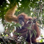 kenali-orangutan-tapanuli-dan-ancamannya