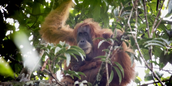 kenali-orangutan-tapanuli-dan-ancamannya