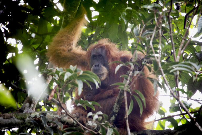 kenali-orangutan-tapanuli-dan-ancamannya