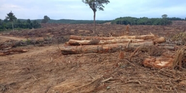 opini:-uu-anti-deforestasi-uni-eropa,-ancaman-atau-peluang?
