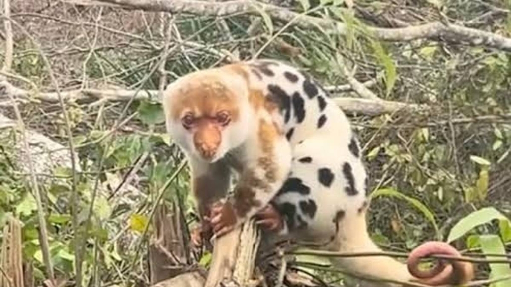 viral-kuskus-linglung-di-merauke, -ini-yang-bisa-dilakukan-agar-habitatnya-tak-hilang