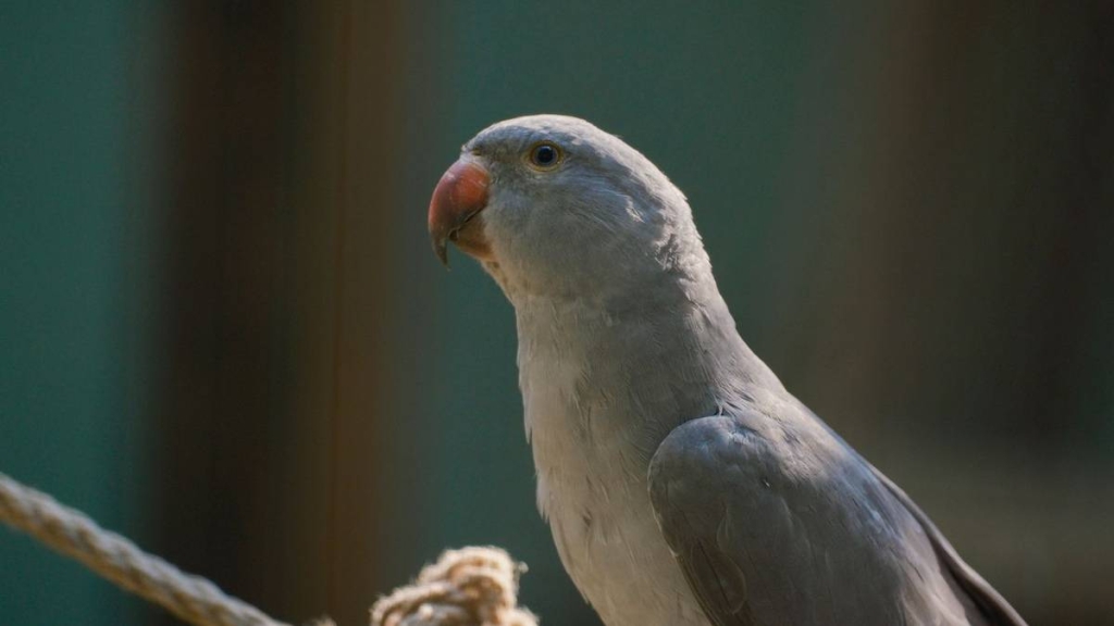 kisah-burung-beo-yang-setia,-cerita-rakyat-dari-sulawesi-selatan