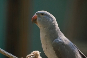 kisah-burung-beo-yang-setia,-cerita-rakyat-dari-sulawesi-selatan