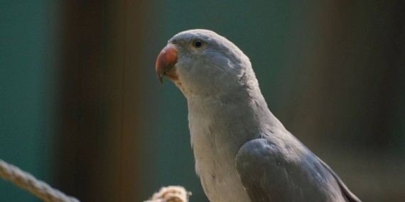 kisah-burung-beo-yang-setia,-cerita-rakyat-dari-sulawesi-selatan