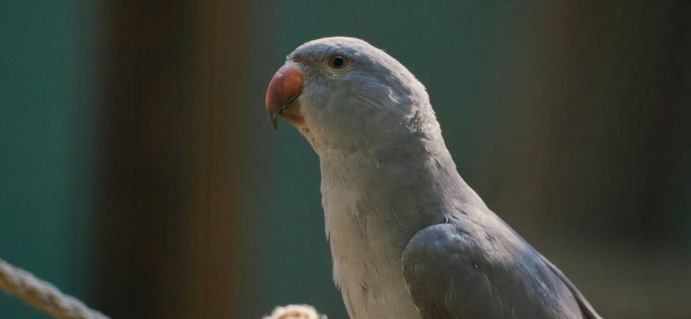 kisah-burung-beo-yang-setia,-cerita-rakyat-dari-sulawesi-selatan