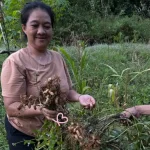 menjaga-hutan,-menjamin-pangan:-cara-perempuan-ansok-merawat-tanah-adat