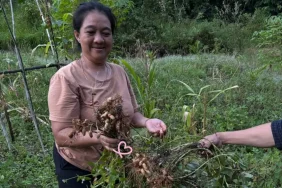 menjaga-hutan,-menjamin-pangan:-cara-perempuan-ansok-merawat-tanah-adat