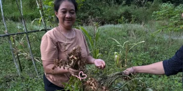 menjaga-hutan,-menjamin-pangan:-cara-perempuan-ansok-merawat-tanah-adat