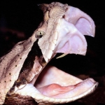 bitis-gabonica,-ular-berbisa-dengan-taring-terpanjang-di-dunia-yang-menghasilkan-bisa-terbanyak