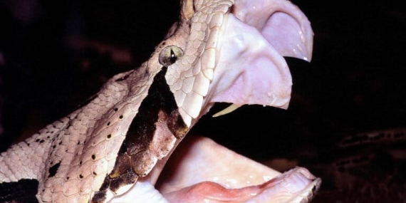 bitis-gabonica,-ular-berbisa-dengan-taring-terpanjang-di-dunia-yang-menghasilkan-bisa-terbanyak
