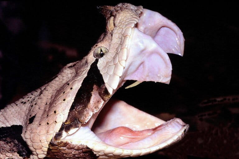 bitis-gabonica,-ular-berbisa-dengan-taring-terpanjang-di-dunia-yang-menghasilkan-bisa-terbanyak