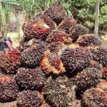 mencermati-subsidi-program-biodiesel