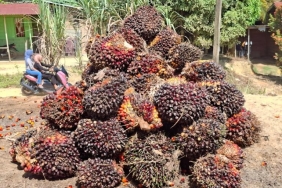 mencermati-subsidi-program-biodiesel