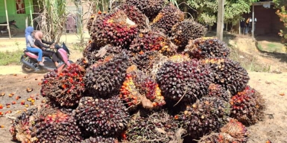 mencermati-subsidi-program-biodiesel