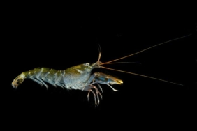 jepitan-udang-pistol-diklaim-hasilkan-panas-seperti-matahari,-ini-faktanya