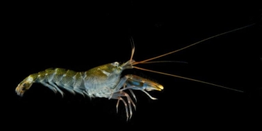 jepitan-udang-pistol-diklaim-hasilkan-panas-seperti-matahari,-ini-faktanya