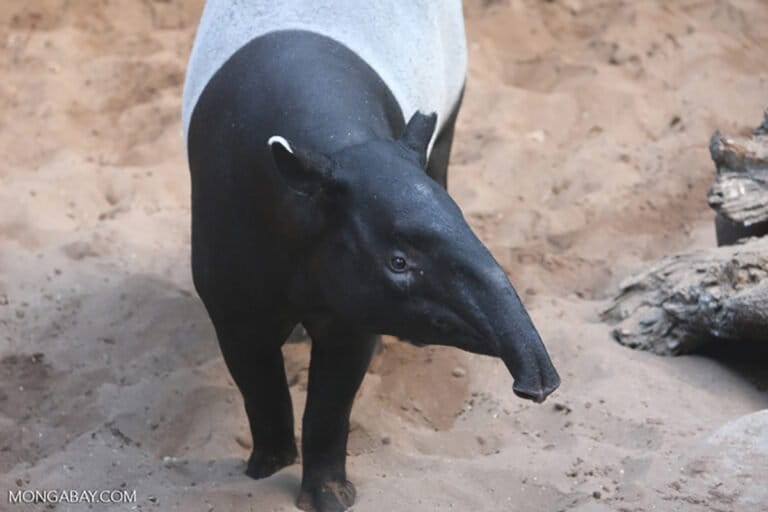 mengapa-tapir-penting-bagi-kelestarian-hutan-sumatera?