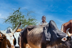 how-healthier-farm-animals-can-cut-greenhouse-gas-emissions