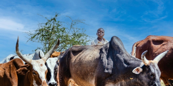 how-healthier-farm-animals-can-cut-greenhouse-gas-emissions