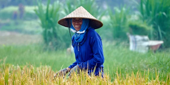 Dulu Bikin Panen Rugi, Kini Wereng Sawah Bisa Ditekan Pakai Pemangsa Alami dan Padi Tahan Hama