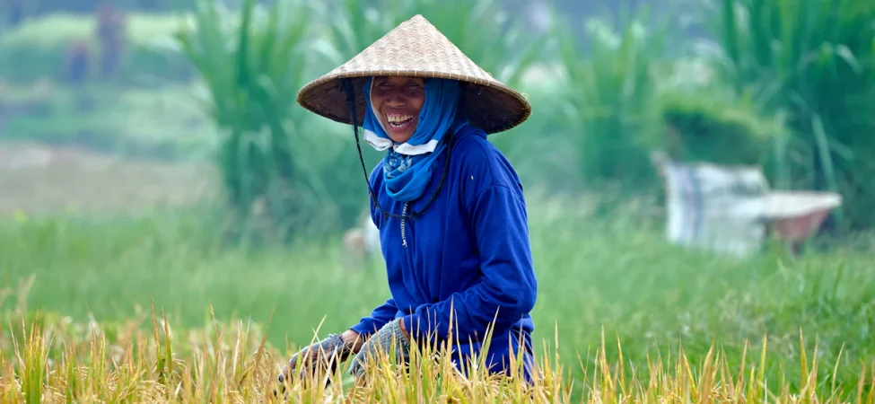 dulu-bikin-panen-rugi,-kini-wereng-sawah-bisa-ditekan-pakai-pemangsa-alami-dan-padi-tahan-hama