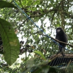 aksi-masyarakat-jaga-lutung-jawa-di-tengah-kerusakan-mangrove-muaragembong