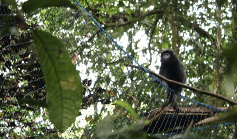 aksi-masyarakat-jaga-lutung-jawa-di-tengah-kerusakan-mangrove-muaragembong