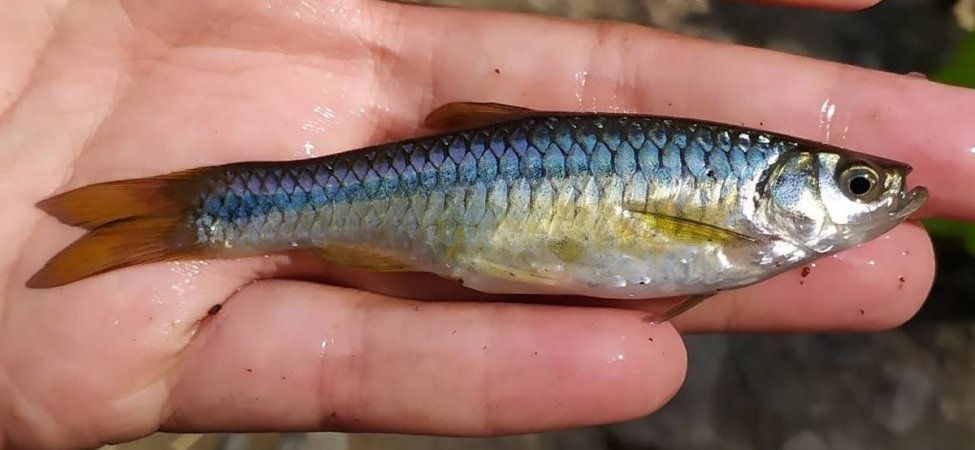 kecil-kecil-jangan-disepelekan,-ikan-wader-punya-kekuatan-buat-perangi-stunting