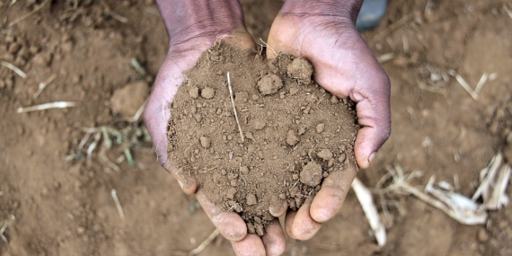 the-soil’s-early-warning-system:-microbes-can-predict-desertification-before-plants-start-to-die