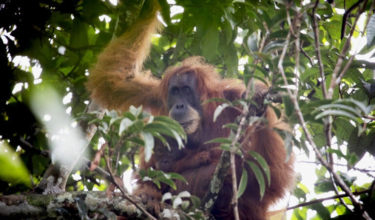 opini:-apakah-hutan-indonesia-sudah-merdeka?