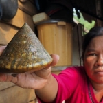 laut-tak-lagi-menjanjikan,-nasib-perempuan-bajo-di-pesisir-soropia-kian-terhimpit