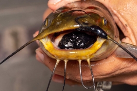 how-we-found-a-new-transmissible-cancer-in-bullhead-catfish