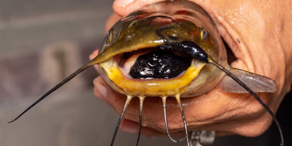 how-we-found-a-new-transmissible-cancer-in-bullhead-catfish