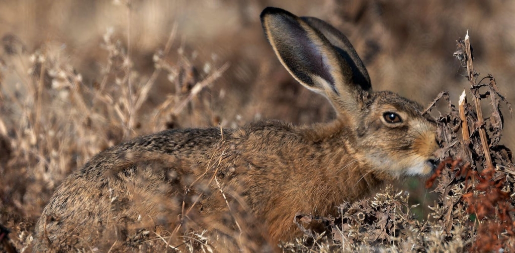 extreme-drought-is-changing-britain’s-wildlife-– and-some-effects-won’t-be-seen-until-next-year