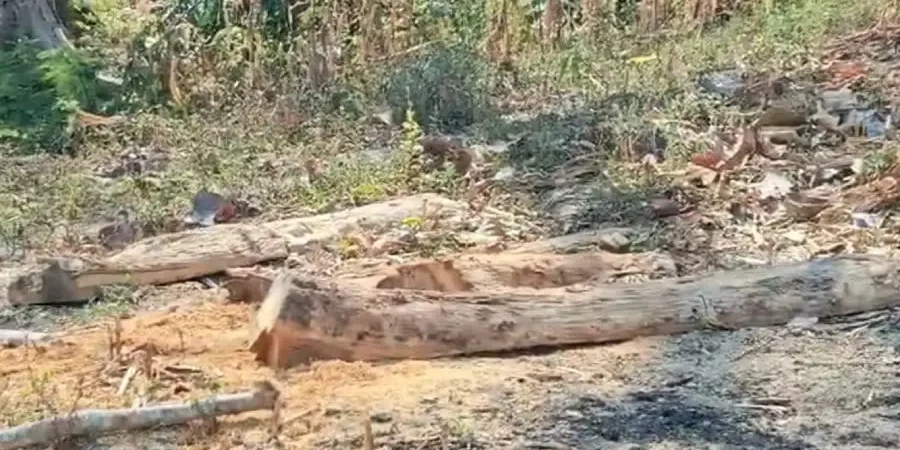 pelaku-illegal-logging-di-bojonegoro-belum-terungkap,-polisi-masih-lakukan-penyelidikan