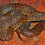 antaresia-perthensis,-piton-terkecil-di-dunia-yang-tumbuh-sepanjang-dua-ekor-tokek-dewasa