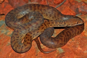 antaresia-perthensis,-piton-terkecil-di-dunia-yang-tumbuh-sepanjang-dua-ekor-tokek-dewasa