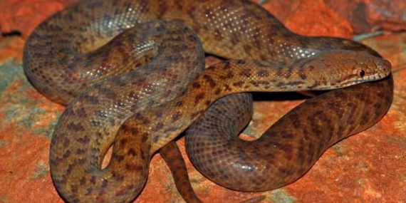 antaresia-perthensis,-piton-terkecil-di-dunia-yang-tumbuh-sepanjang-dua-ekor-tokek-dewasa