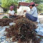 sejak-pltu-beroperasi,-petani-rumput-laut-lifuleo-gagal-panen