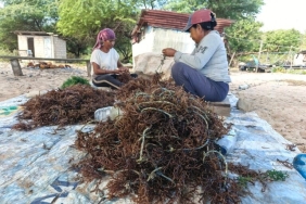 sejak-pltu-beroperasi,-petani-rumput-laut-lifuleo-gagal-panen