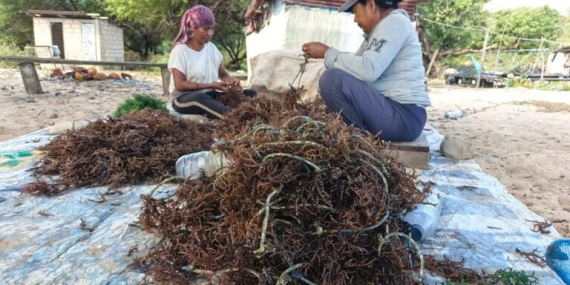sejak-pltu-beroperasi,-petani-rumput-laut-lifuleo-gagal-panen