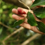 cerita-petani-cengkih-aceh-di-tengah-iklim-yang-berubah