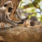 kera-dan-monyet-ternyata-juga-“memelihara”-hewan-lain,-dari-tikus-hingga-rusa